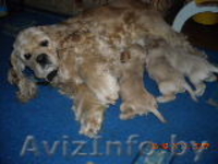 Американского кокер- спаниеля щенки - Изображение #2, Объявление #130143