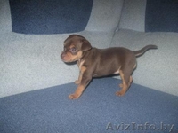 Продается щенок русского той-терьера - Изображение #1, Объявление #132682