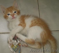 SOS!Нежный котенок  дар  - Изображение #2, Объявление #120320