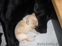 Щенки лабрадора шоу-класса от родителей чемпионов - Изображение #2, Объявление #122005