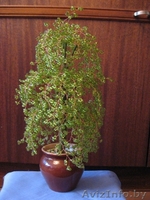 Декоративные деревья из бисера - Изображение #4, Объявление #128682