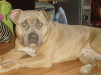 Ордам в добрые руки - Изображение #3, Объявление #128618