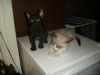 Котята в добрые надежные руки - Изображение #4, Объявление #124100