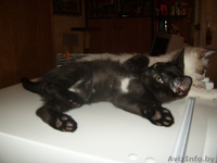 Котята в добрые надежные руки - Изображение #3, Объявление #124100