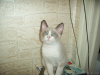 Котята в добрые надежные руки - Изображение #1, Объявление #124100