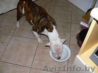  найдена сука стаффа тигр с бел - Изображение #1, Объявление #118634