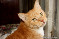 Рыжая ласковая кошечка, 2 года  - Изображение #2, Объявление #156029