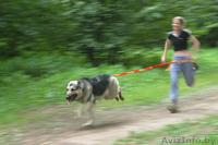 Восточно-европейская овчарка. Щенки - Изображение #3, Объявление #146675