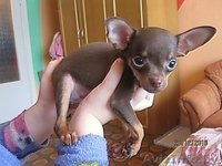 Элитные щенки той терьера!!! - Изображение #1, Объявление #140068