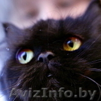 Маруся - шикарная черная пушистая кошка в дар. Стерилизована. - Изображение #1, Объявление #144611