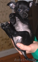 Элитные щенки той терьера!!! - Изображение #2, Объявление #140068