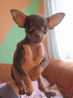 Элитные щенки той терьера!!! - Изображение #5, Объявление #140068