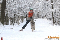 Восточно-европейская овчарка. Щенки - Изображение #4, Объявление #146675