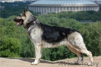 Восточно-европейская овчарка. Щенки - Изображение #2, Объявление #146675