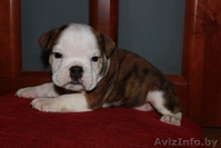 щенки английского бульдога от элитных родителей - Изображение #1, Объявление #138064