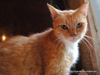Рыжая ласковая кошечка, 2 года  - Изображение #1, Объявление #156029