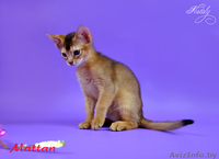 Абиссинские котята - солнечное счастье!!! - Изображение #3, Объявление #146951