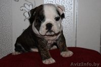 щенки английского бульдога от элитных родителей - Изображение #3, Объявление #138064