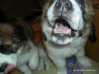 щенки сенбернара - Изображение #2, Объявление #137613