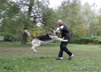 Восточно-европейская овчарка. Щенки - Изображение #5, Объявление #146675