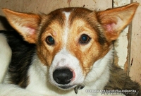 Щенок-подросток, девочка. 5 месяцев - Изображение #2, Объявление #154980