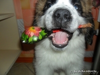 щенки сенбернара - Изображение #1, Объявление #137613