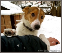 Щенок-подросток, девочка. 5 месяцев - Изображение #1, Объявление #154980