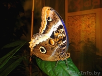 Живые бабочки в подарок. - Изображение #2, Объявление #149477