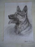 Художник-анималист - Изображение #3, Объявление #148327