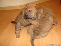 Шарпей щенки с родословной, девочки и мальчики - Изображение #2, Объявление #142277