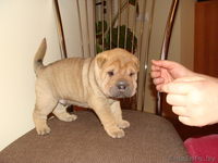 Шарпей щенки с родословной, девочки и мальчики - Изображение #1, Объявление #142277