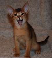 Красавцы абиссинские котята - Изображение #1, Объявление #145160