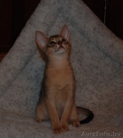 Красавцы абиссинские котята - Изображение #3, Объявление #145160