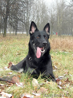 Восточно-европейская овчарка. Щенки - Изображение #8, Объявление #146675