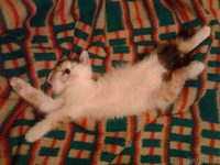 Красивая пушистая кошечка ждет своих хозяев - Изображение #1, Объявление #138194