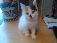 Красивая пушистая кошечка ждет своих хозяев - Изображение #2, Объявление #138194