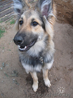 Продаю по приемлемой цене собаку - Изображение #1, Объявление #144194