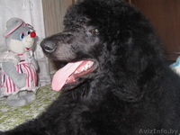 Продаются щенки большого пуделя - Изображение #3, Объявление #105580