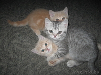 Бриташки-малышки - Изображение #1, Объявление #155778