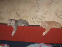 Бриташки-малышки - Изображение #2, Объявление #155778