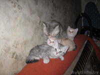 Бриташки-малышки - Изображение #3, Объявление #155778