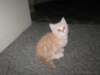 Бриташки-малышки - Изображение #4, Объявление #155778