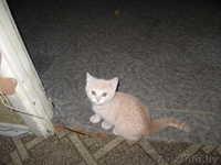 Бриташки-малышки - Изображение #6, Объявление #155778