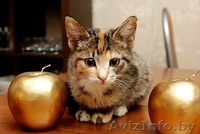 Милые котята в заботливые ручки! - Изображение #1, Объявление #142377