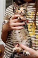 Милые котята в заботливые ручки! - Изображение #5, Объявление #142377