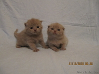 Продаю плюшевых котят британцев - Изображение #1, Объявление #141349