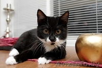 Милые котята в заботливые ручки! - Изображение #2, Объявление #142377