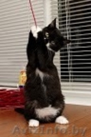 Милые котята в заботливые ручки! - Изображение #6, Объявление #142377