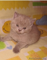 Продаю плюшевых котят британцев - Изображение #3, Объявление #141349