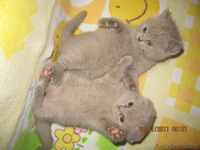 Продаю плюшевых котят британцев - Изображение #4, Объявление #141349